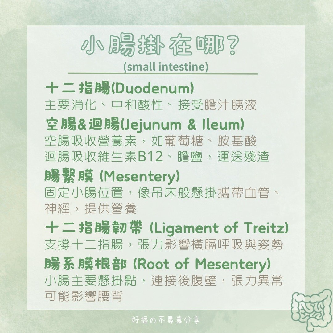 📍 《身語小學堂》內臟失衡與身體反應（消化系統篇） 圖片 5